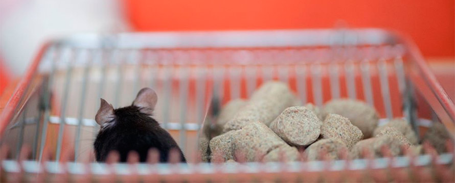 Rato preto dentro de uma gaiola de biotério, ao lado de blocos de ração, com fundo em tom alaranjado desfocado.