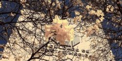 Fotografia do prédio da Faculdade de Ciências Médicas da Unicamp vista de baixo para cima, emoldurada por galhos floridos de ipê-amarelo sob um céu azul. No topo da imagem estão os logotipos da Faculdade de Ciências Médicas e da Unicamp. Na parte inferior, sobre um fundo translúcido, aparece a mensagem: “Dia do Professor – 15 de outubro”. Abaixo, uma citação de Rubem Alves: “Para isso existem as escolas: não para ensinar as respostas, mas para ensinar as perguntas. As respostas nos permitem andar sobre a terra firme. Mas somente as perguntas nos permitem entrar pelo mar desconhecido”.