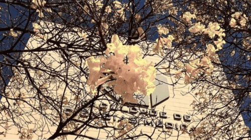 Fotografia do prédio da Faculdade de Ciências Médicas da Unicamp vista de baixo para cima, emoldurada por galhos floridos de ipê-amarelo sob um céu azul. No topo da imagem estão os logotipos da Faculdade de Ciências Médicas e da Unicamp. Na parte inferior, sobre um fundo translúcido, aparece a mensagem: “Dia do Professor – 15 de outubro”. Abaixo, uma citação de Rubem Alves: “Para isso existem as escolas: não para ensinar as respostas, mas para ensinar as perguntas. As respostas nos permitem andar sobre a terra firme. Mas somente as perguntas nos permitem entrar pelo mar desconhecido”.