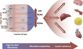 microbiota intestinal