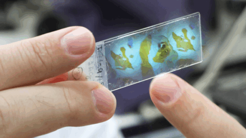 “Mãos seguram uma lâmina de microscopia transparente, que exibe cortes de tecido em tons de amarelo e marrom sobre um fundo azul iluminado.”